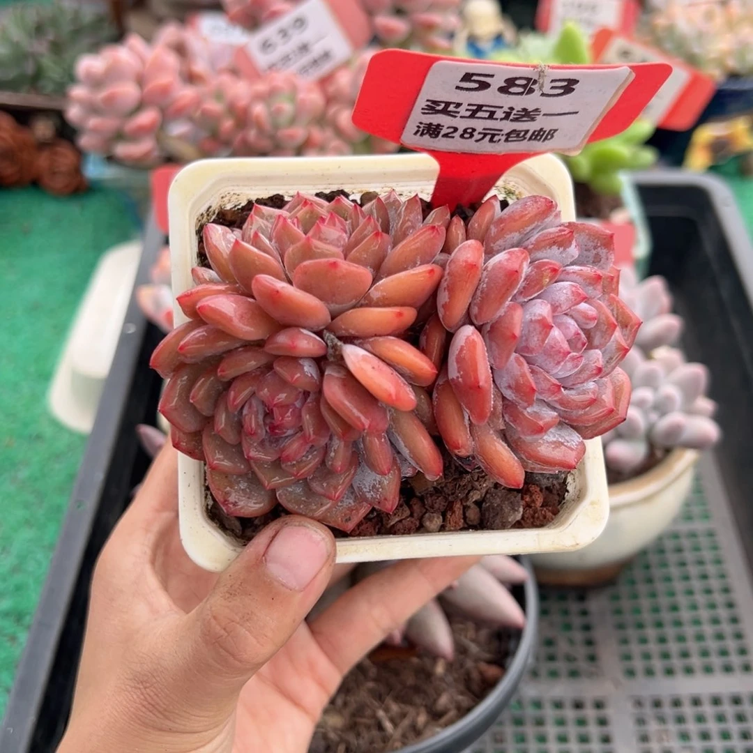 表妹精品多肉植物583.