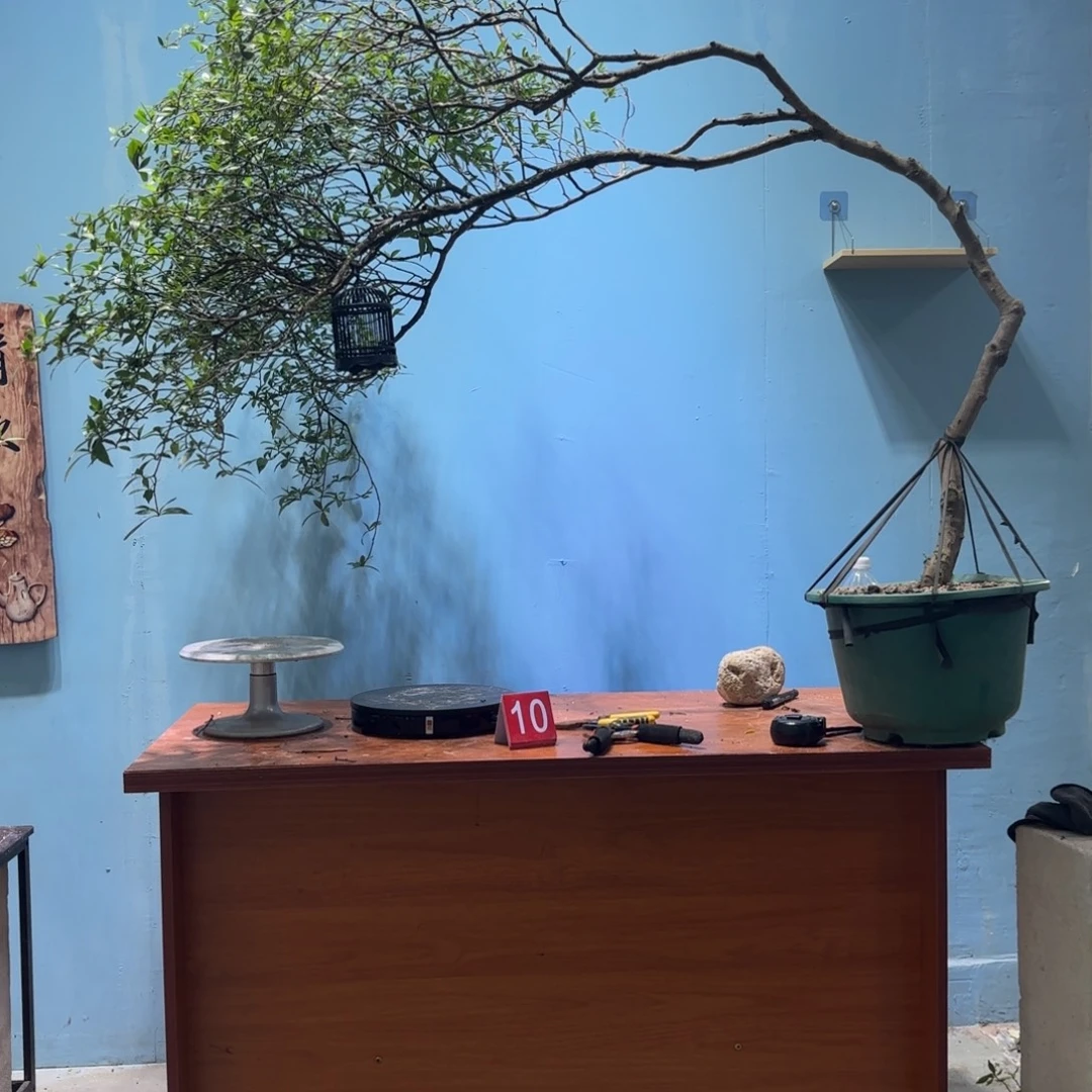 无花朵海岛栀子花