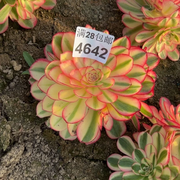 4642南荔枝多肉植物