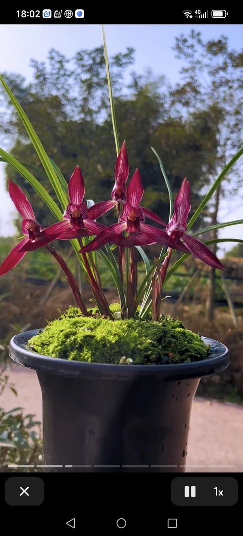 春兰：红塔宝石