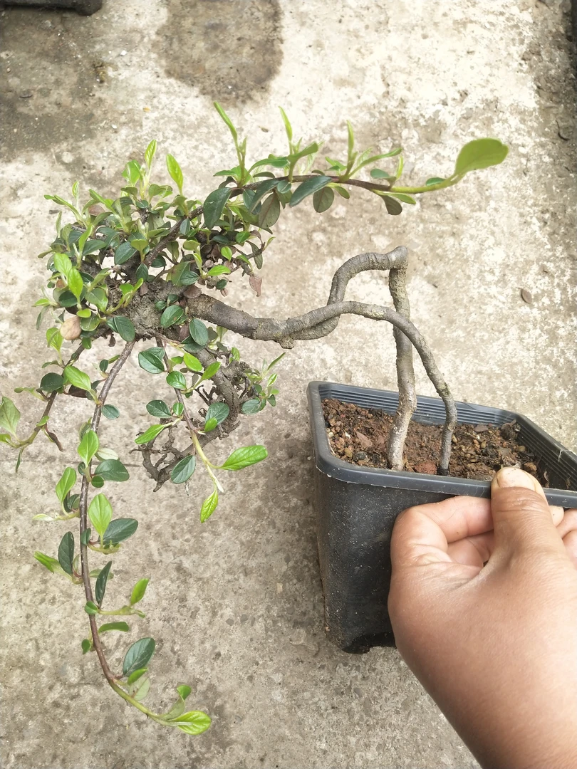 白花米叶珍珠荀子