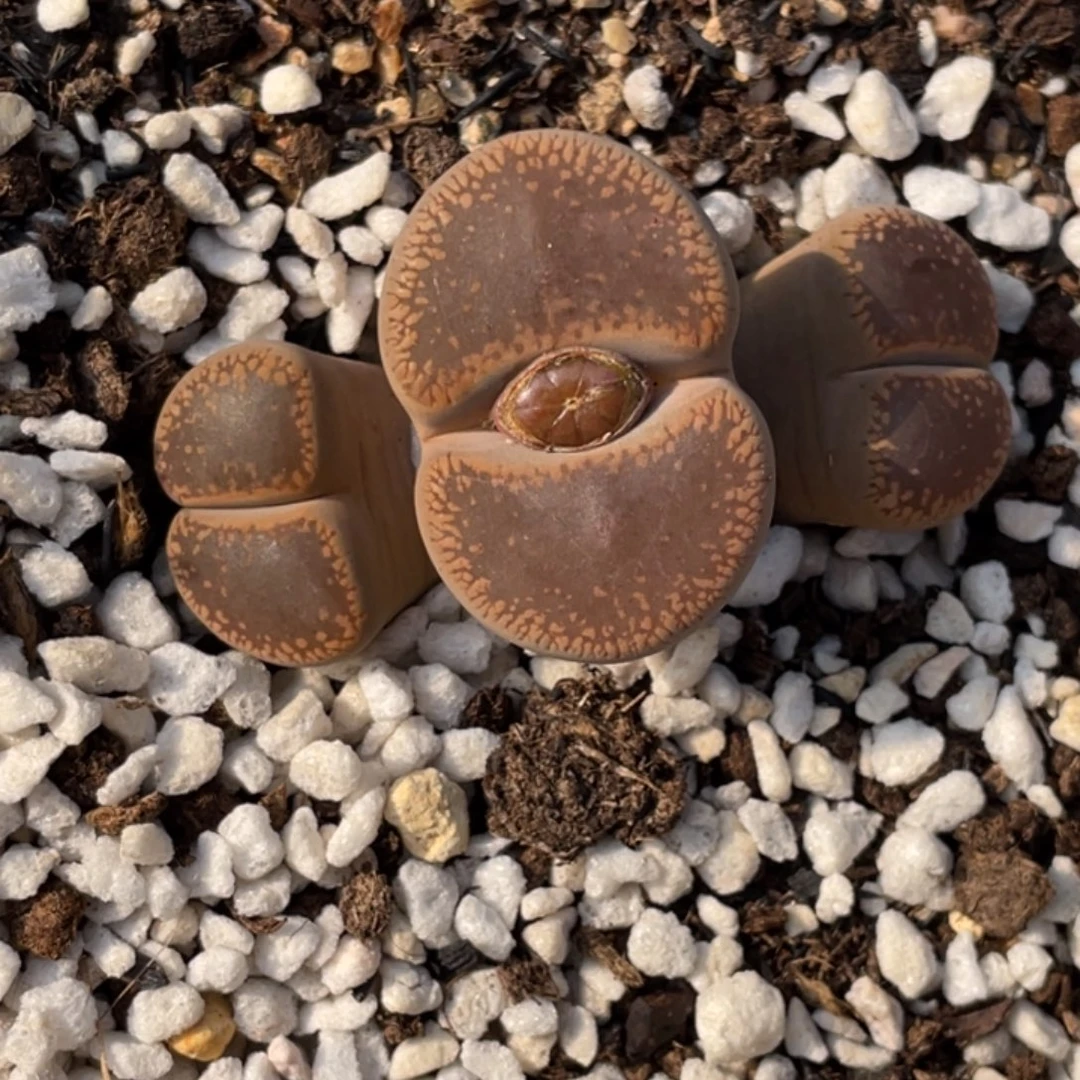 非偏远满20包邮553