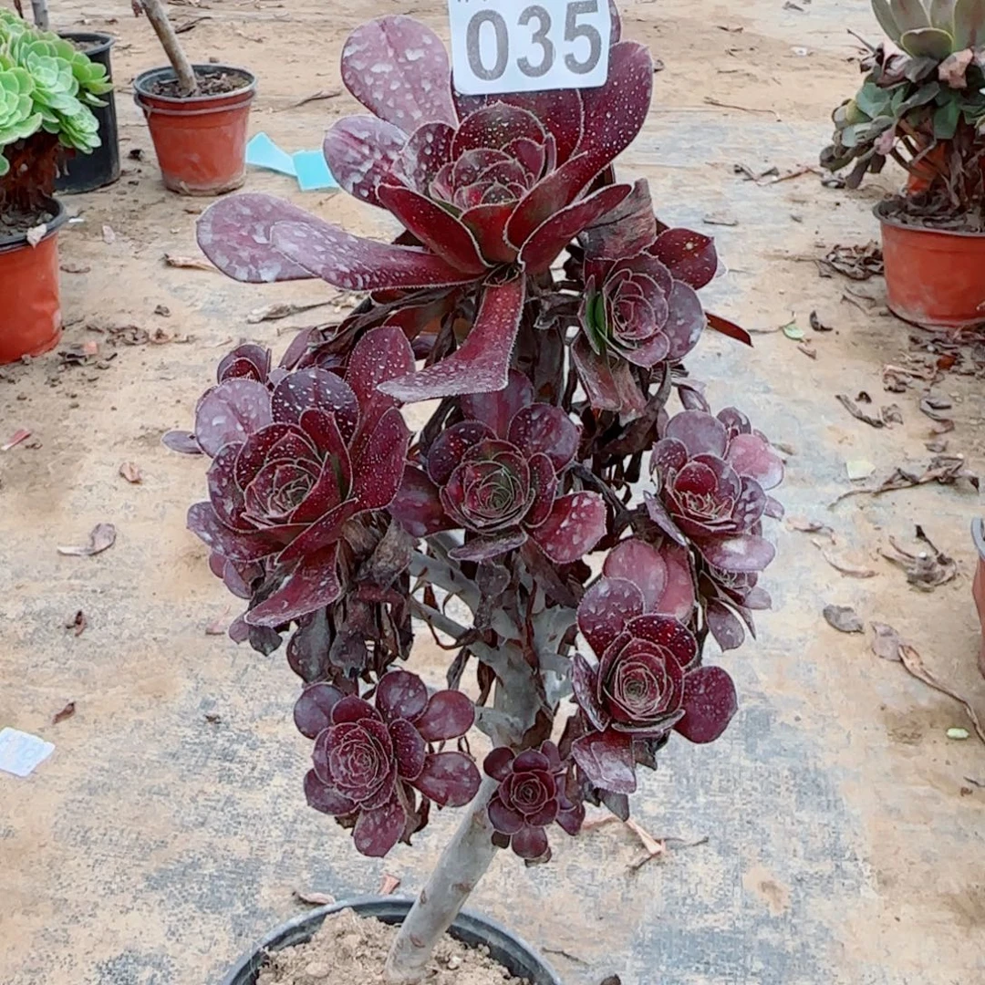 晚霞阴阳035满20包邮断枝不包