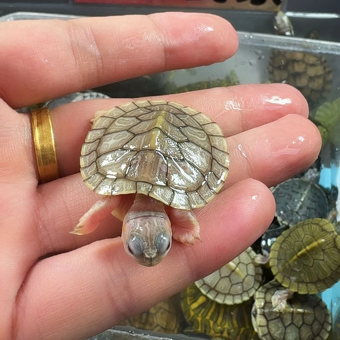 母宠物龟果冻一只闪购