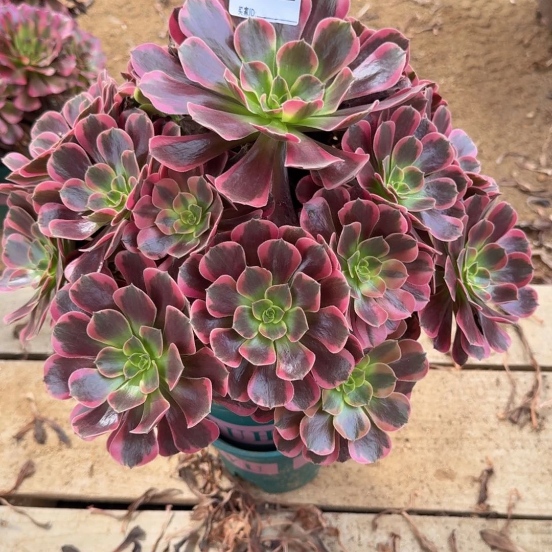 392凤冠多肉植物