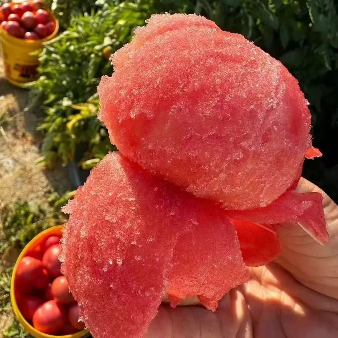 【四川攀枝花市沙瓤西红柿】露天种植沙瓤西红柿原产地新鲜采摘直发