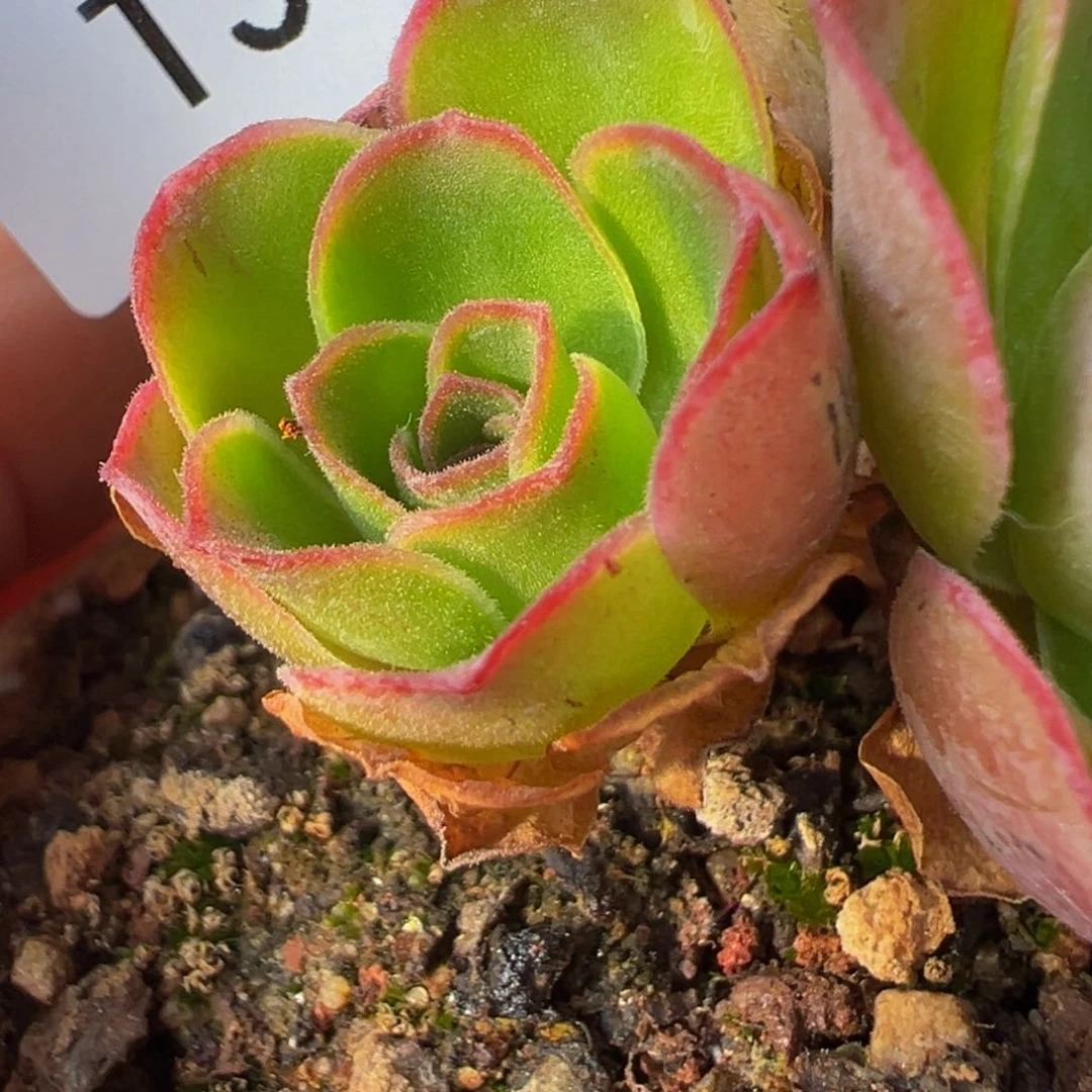 潘系一代白龙侧芽福利 T39