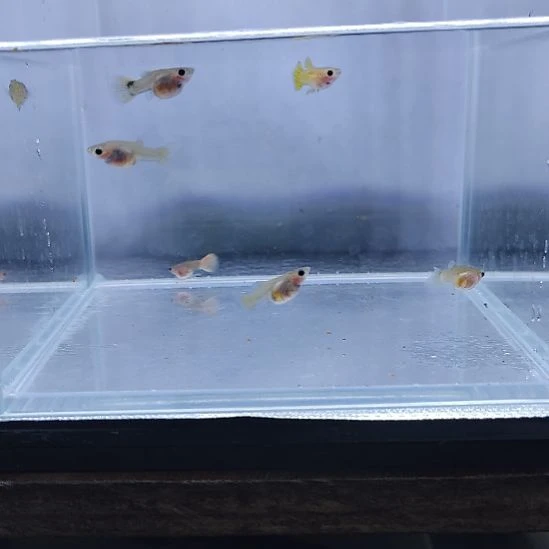 孔雀鱼龙系蕾丝玻璃猫孔雀鱼