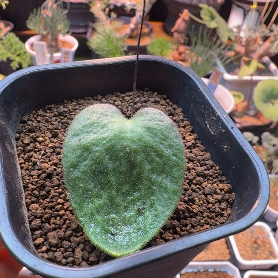 军***君猪耳朵奇峰锦181 仙人掌