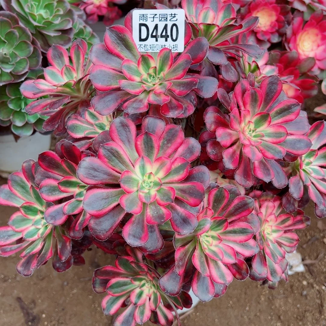440丽娜雨子多肉植物