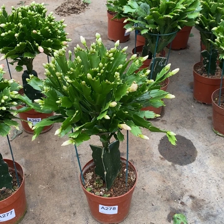 当前无花栽培后可以开花278嫁接光炫黄