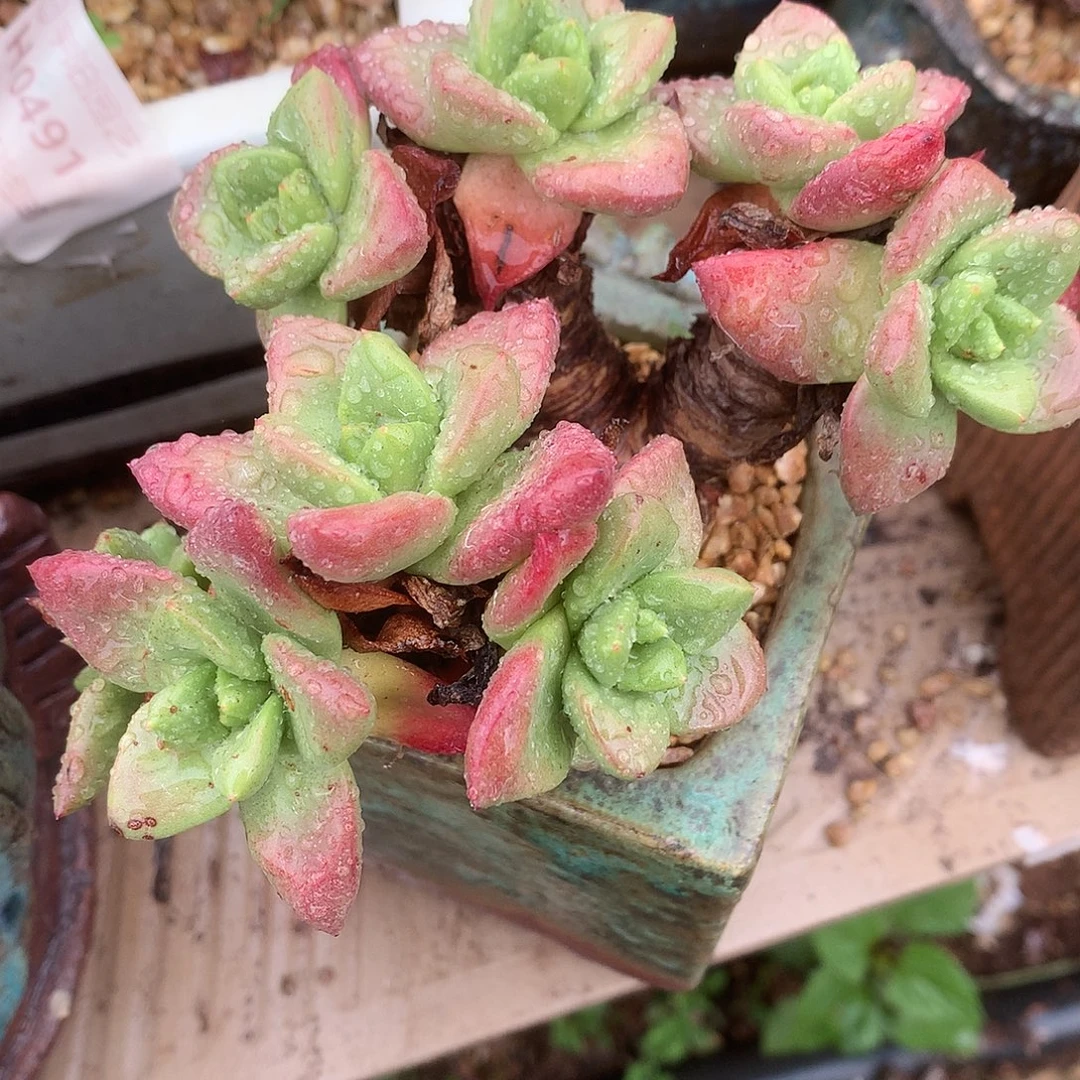 0777青钢苹果叶仙女杯