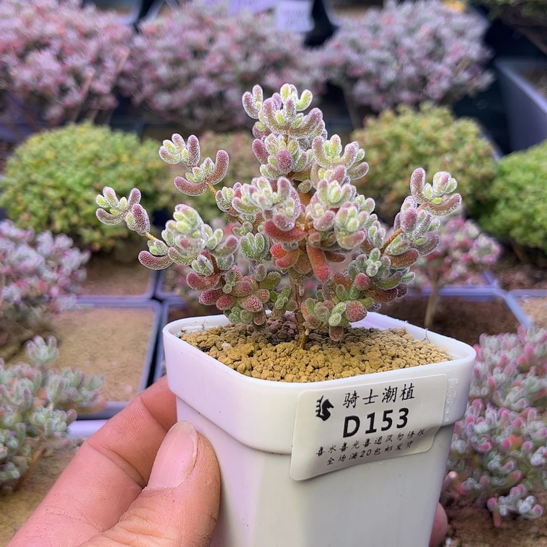 153优选冰晶枝干多肉