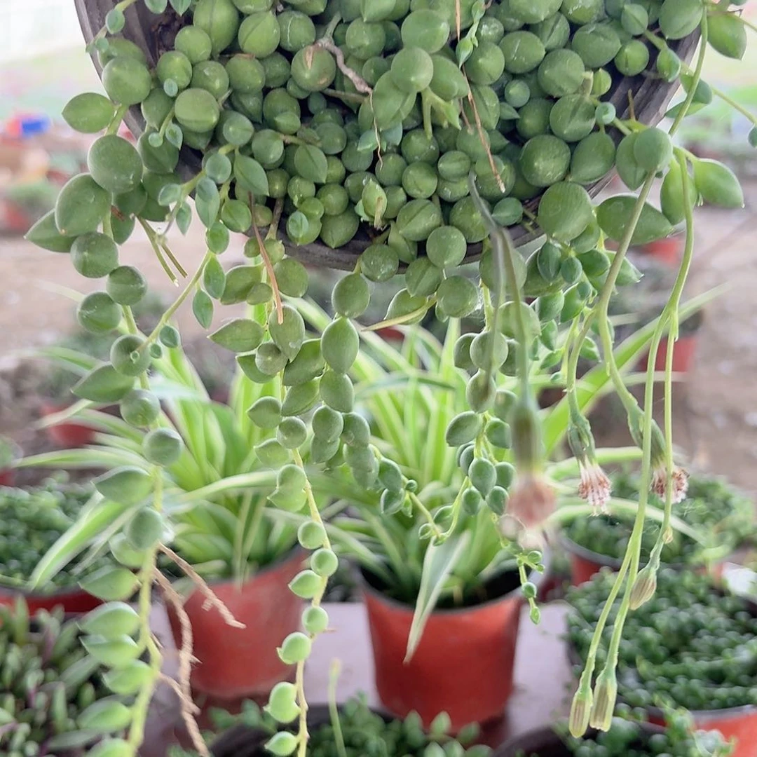 ᵏ****安一盆情人泪1111111