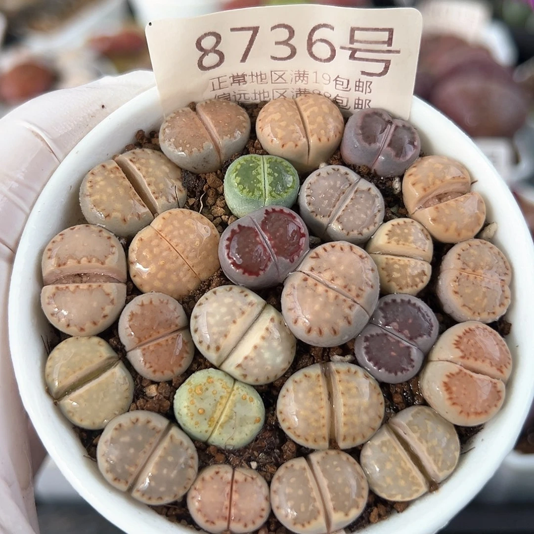 8736三年彩饼干24颗1.2cm左右