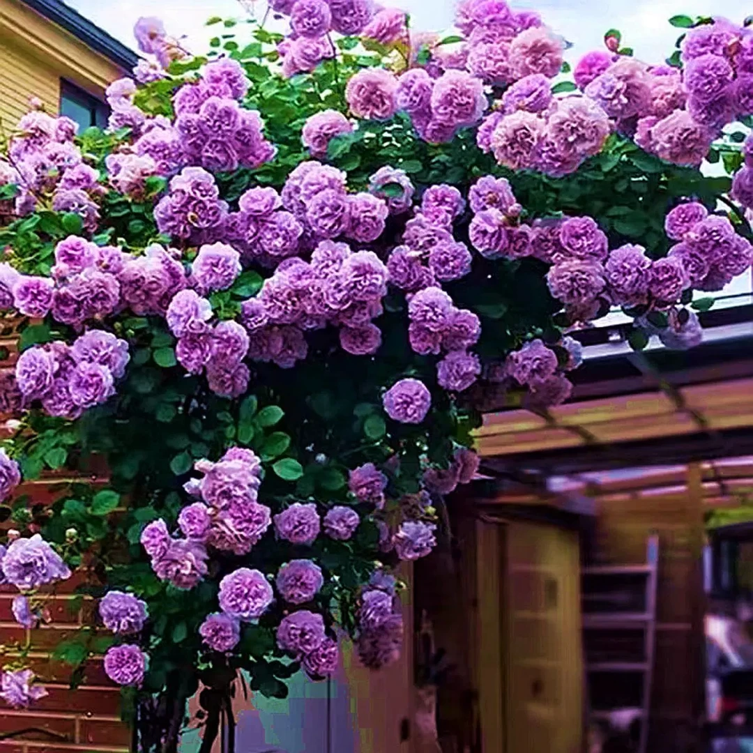 【蓝色阴雨-三颗包邮】丰花勤花开花机器爬藤原盆原土四季开花