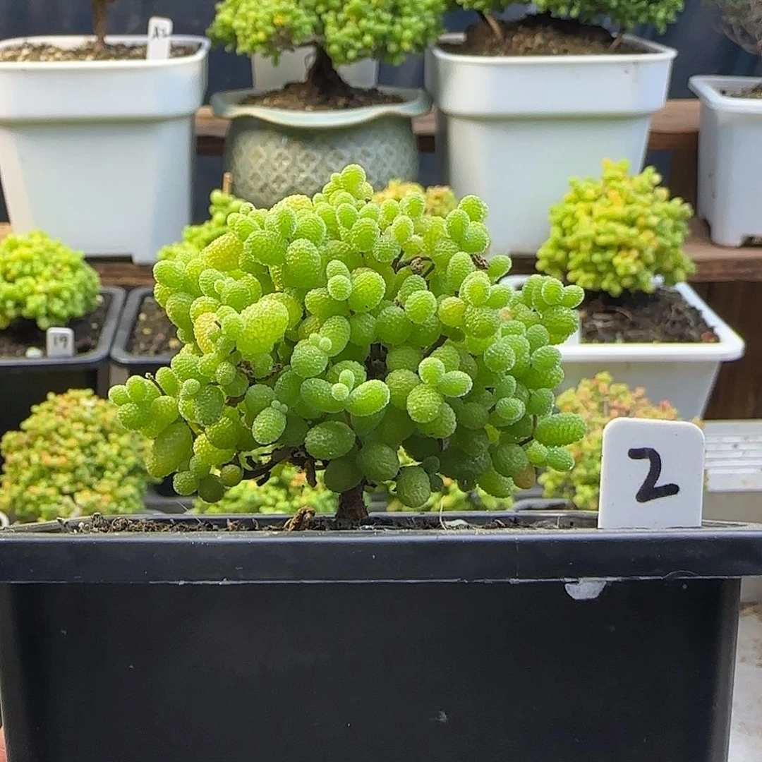 金桔糖球一物一拍