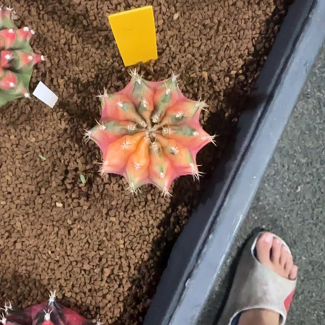 L735-1220泰国发货 糖拐杖