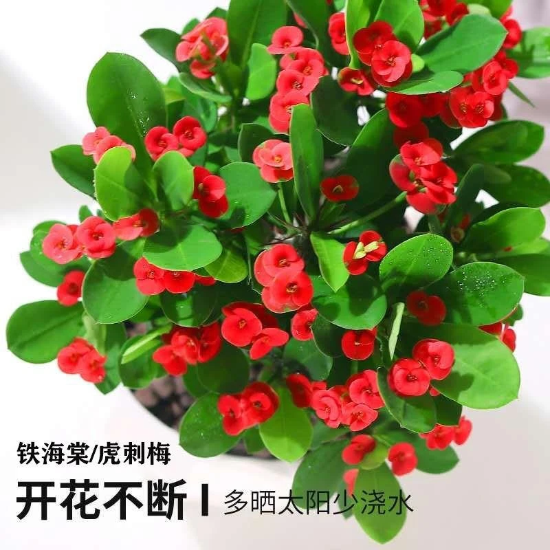 虎刺梅铁海棠花盆栽带花四季开花大花室内办公室阳台好养花卉植物