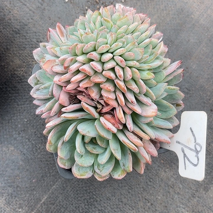 晨语多肉一物一拍92全明星追