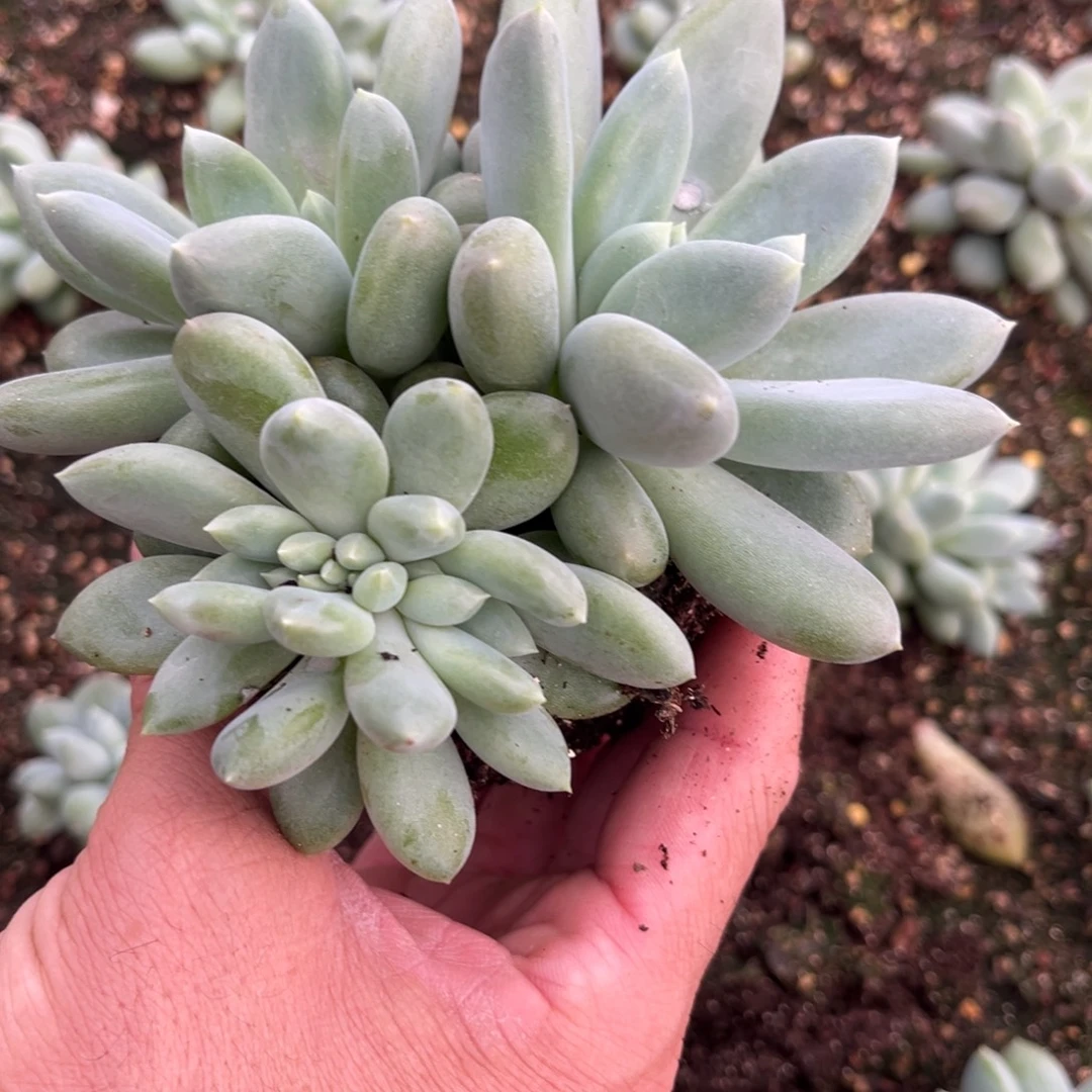 承***承多肉植物多肉植物