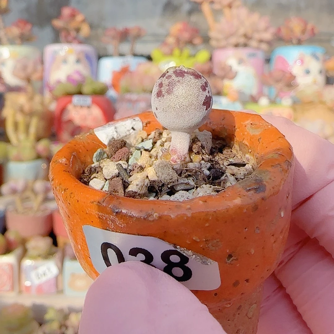 达摩白丸 盆口2.5cm