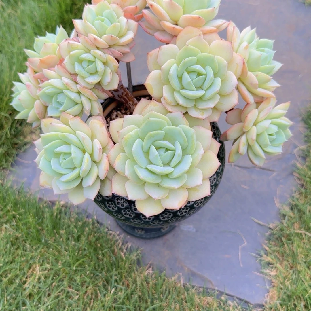 妍***姐妍小姐，寄养1111111