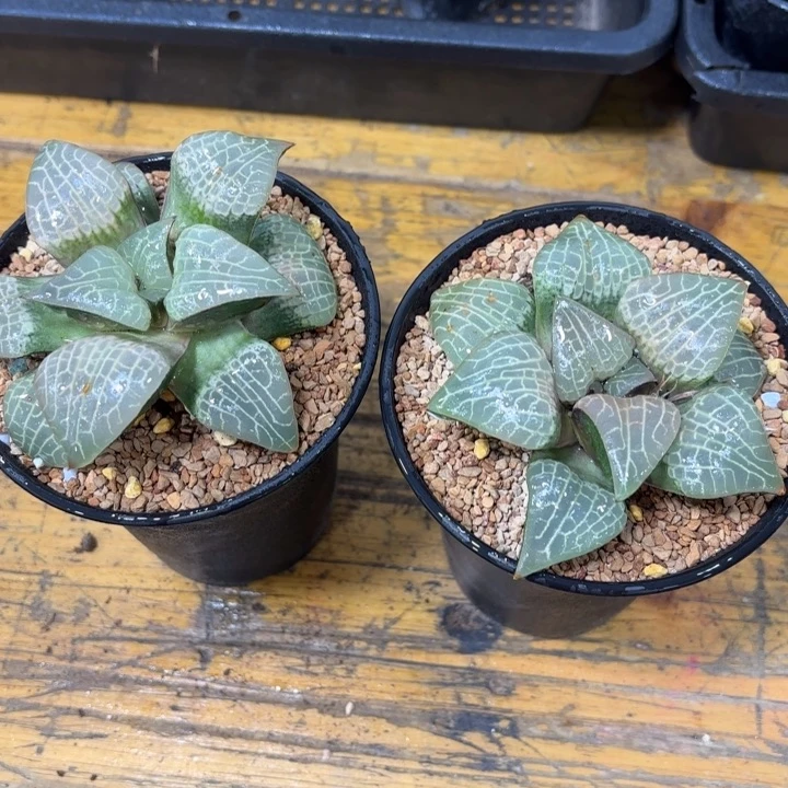 丸叶粉玻璃 带盘发货