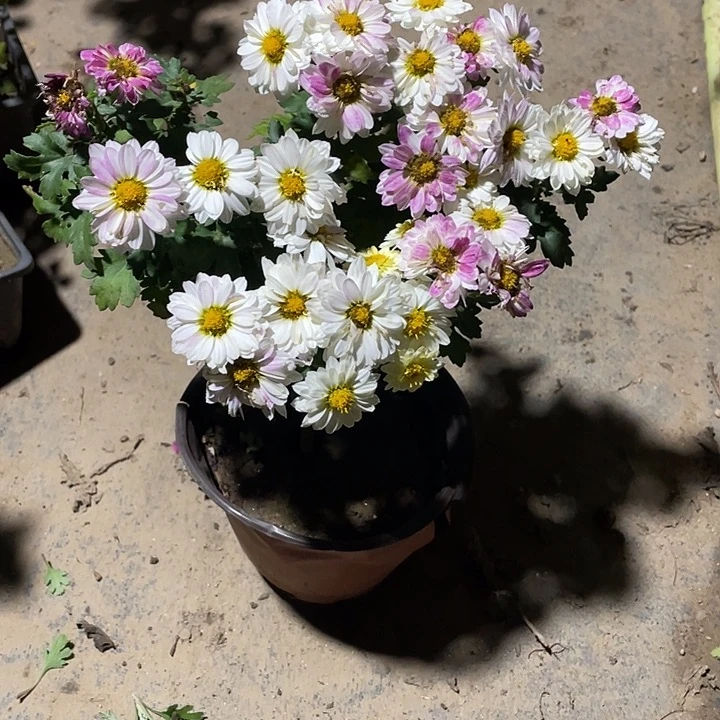 1***0完全开放25菊花菊花菊花家