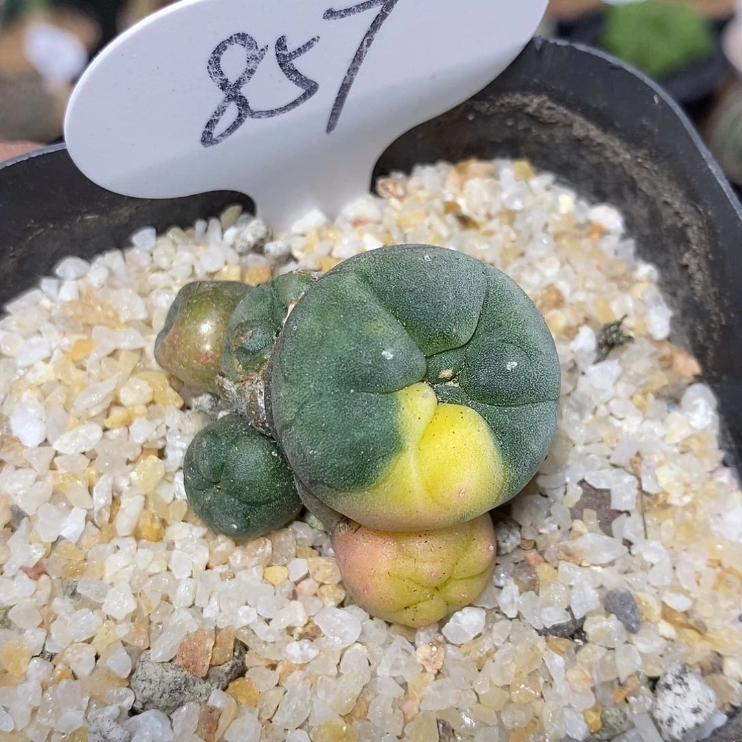 实生海鲜锦群生857号 4.5cm