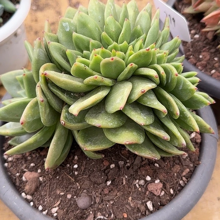 翠花追惊鸿一物一拍包装收缩花旱
