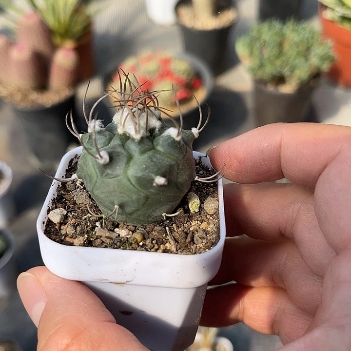 无花朵实生娇丽一物一拍下单包邮