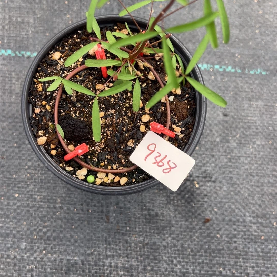 菜***卷完全开放仙女座盆栽苗