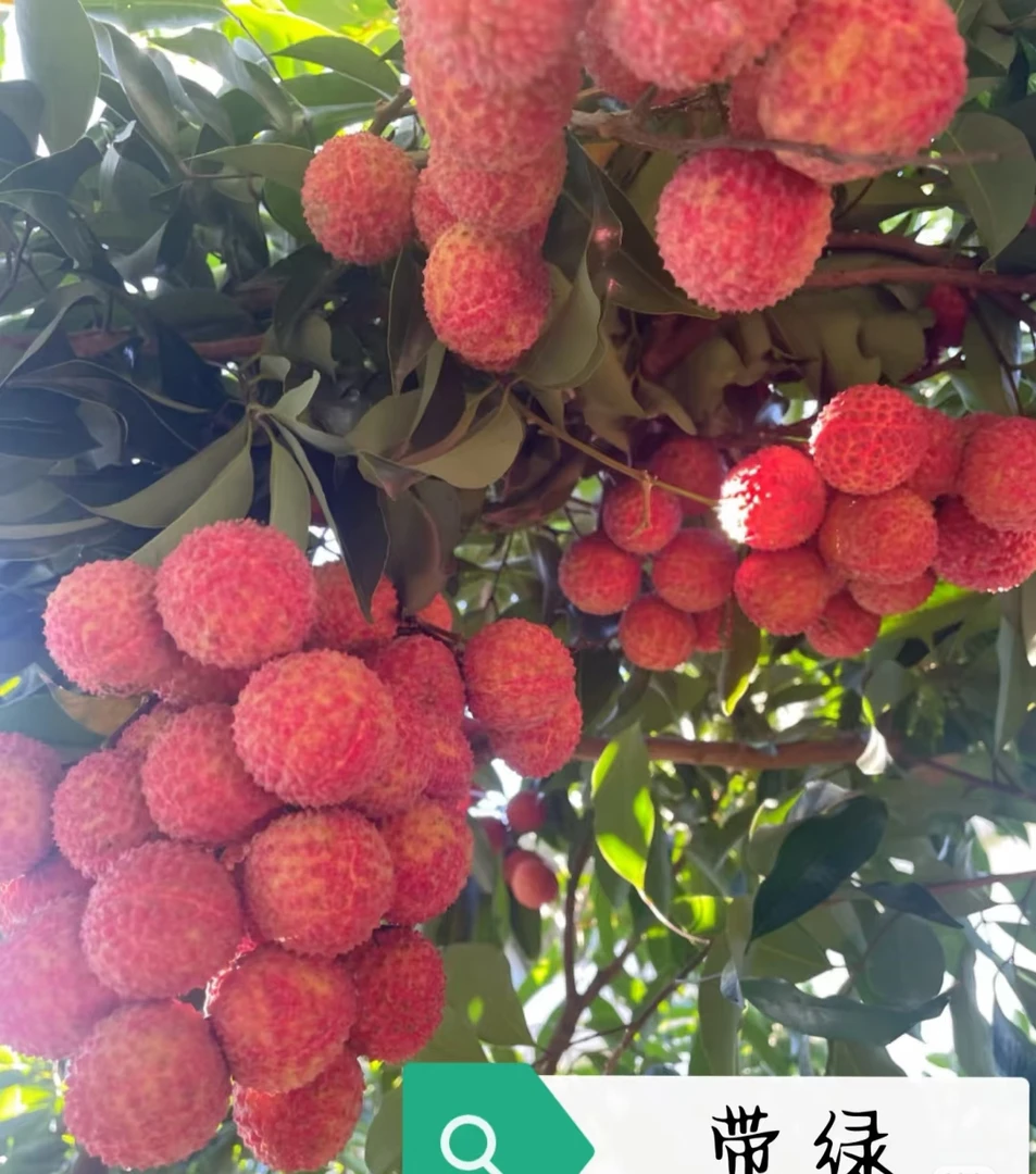 新鲜现摘合江黛绿荔枝5斤一箱清甜多汁多仓发货