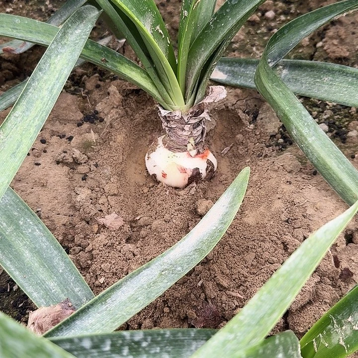 波兰朱顶红一棵6.5