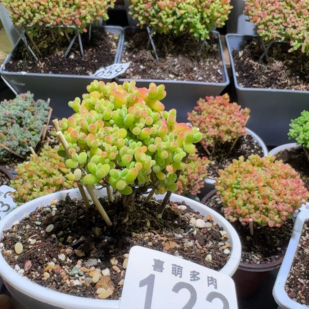 枝干番杏蜜橘糖球122