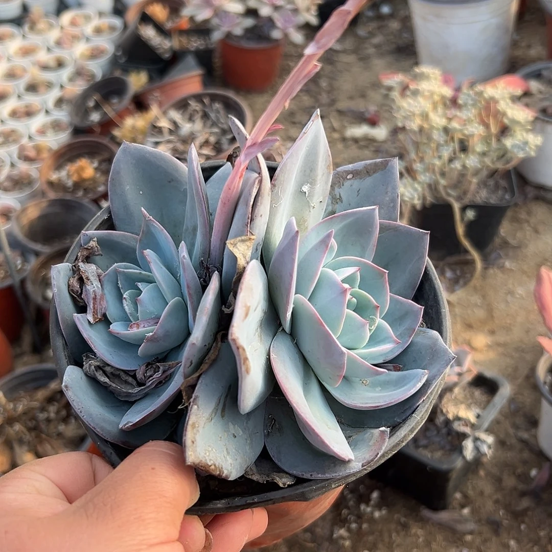 多肉植物布鲁兰双头