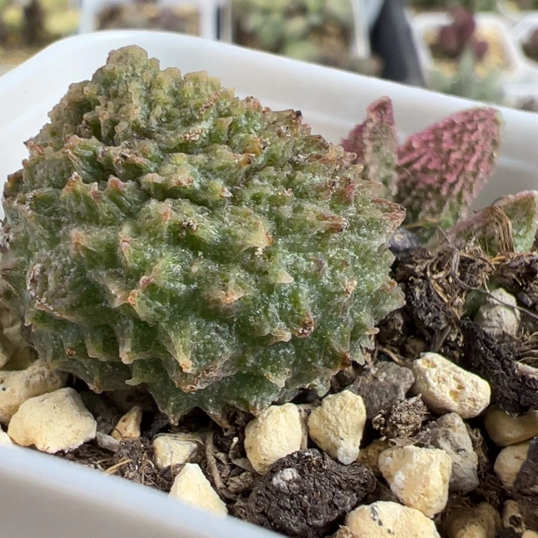 实生新品大苗多肉植物