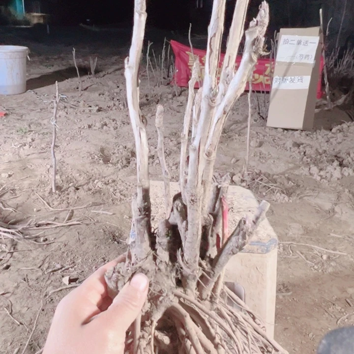 当前无花栽培后可以开花岛津