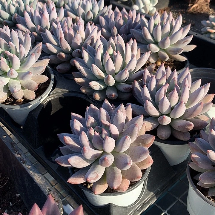 所罗门0000000000000000