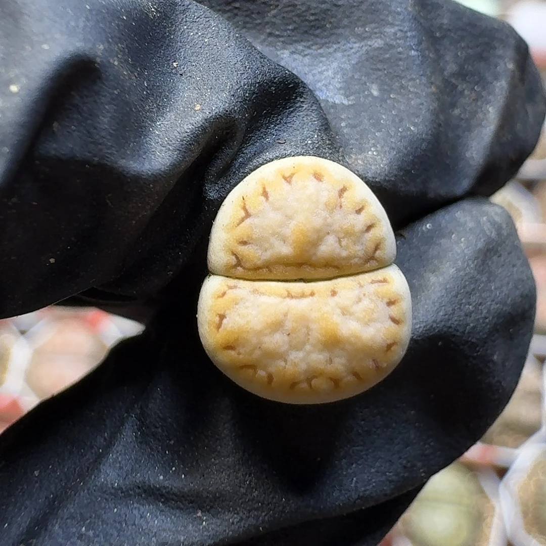 生石花1111。  1公分。   192