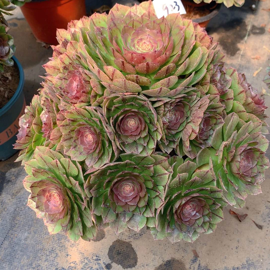 923万拉丝精品法师多肉