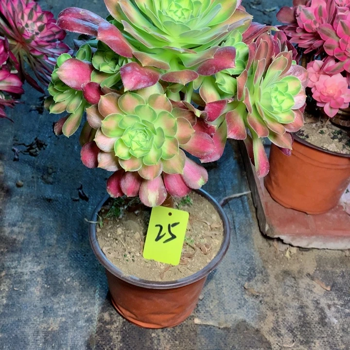 25韶华多肉一物一拍～