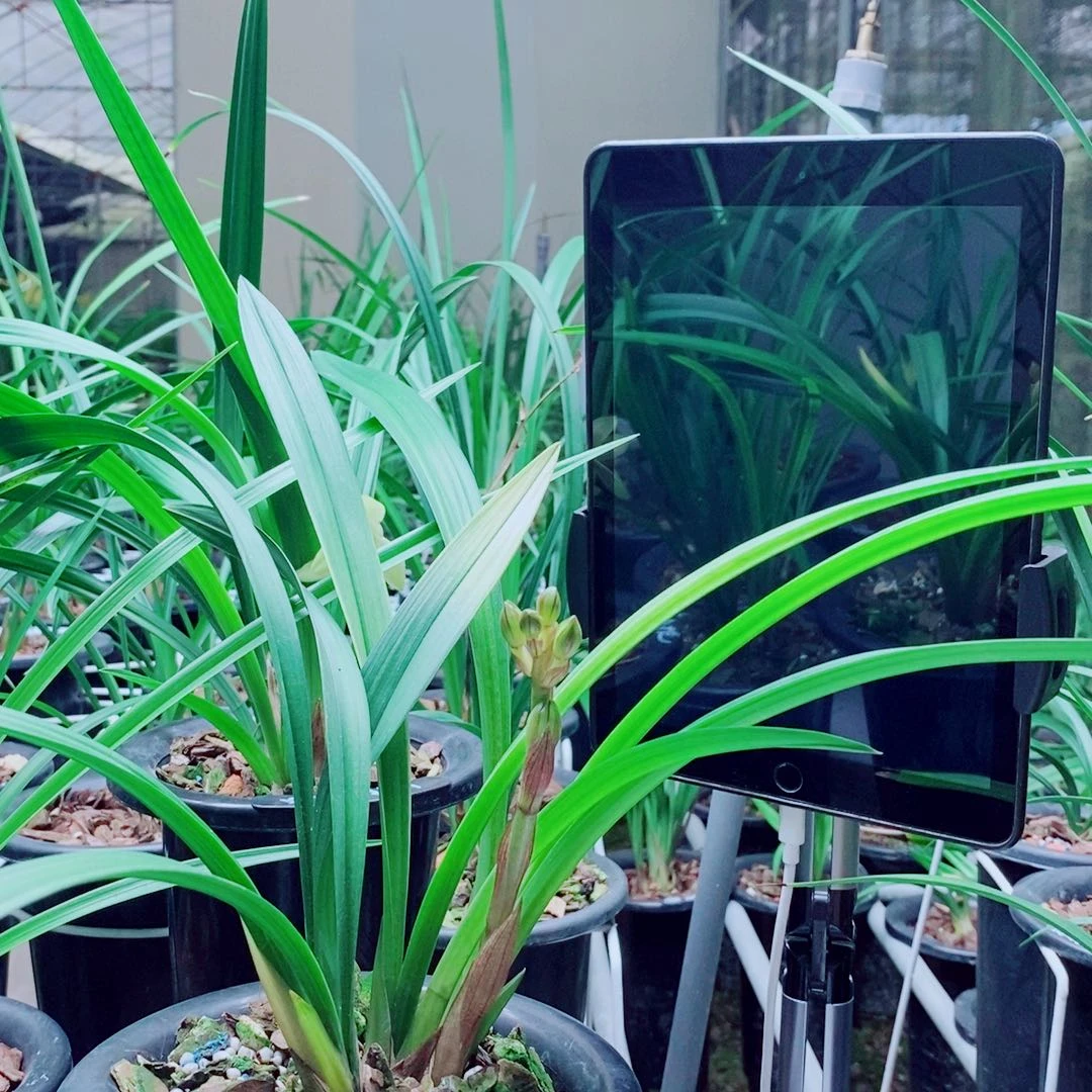 当前无花栽培后可以开花