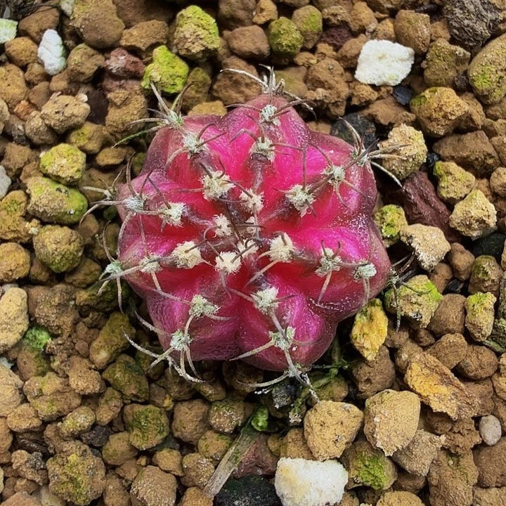 当前无花朵，栽培后可花朵