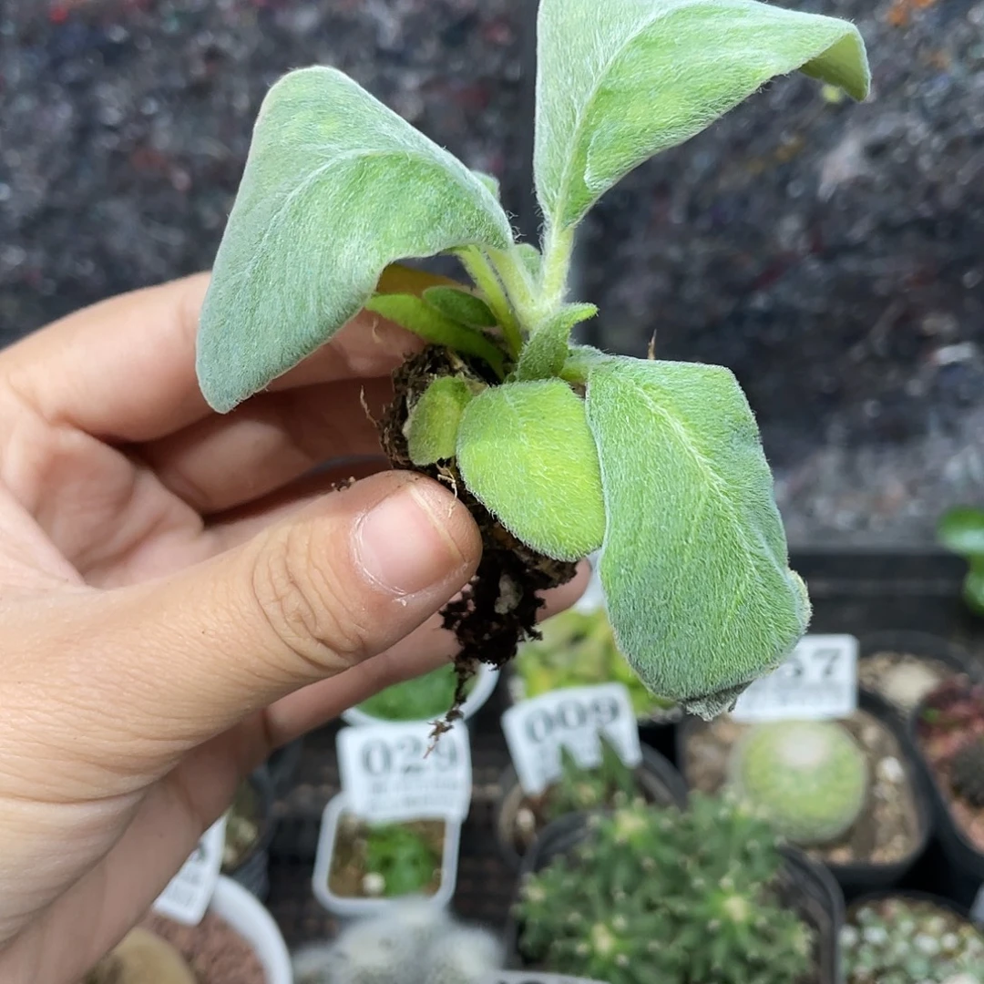 3元4颗断崖女王（满18元包邮）