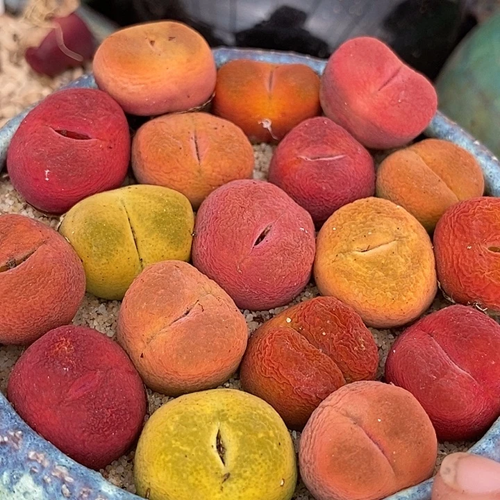 彩色桃子母本一颗   1.5厘米以上