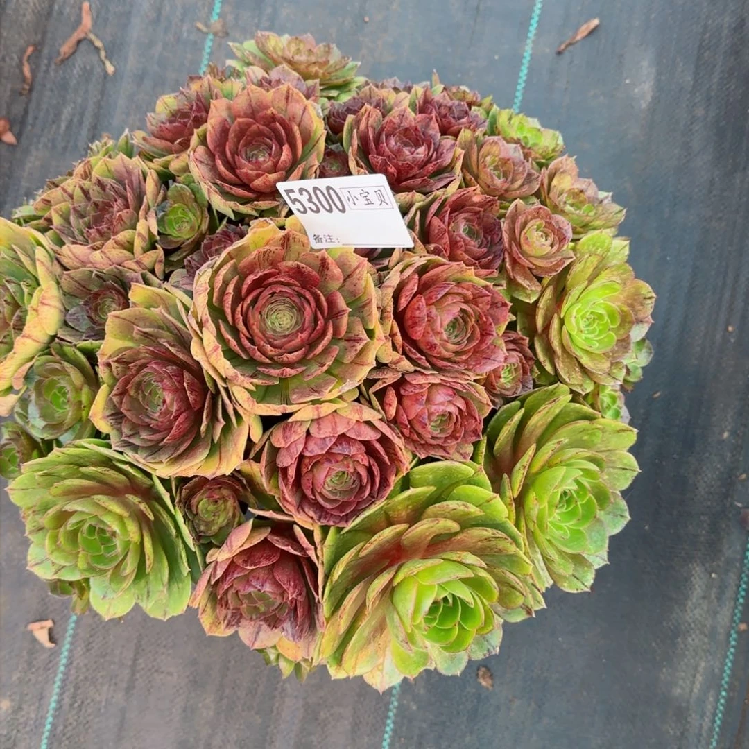 用****15300多肉万拉丝多肉