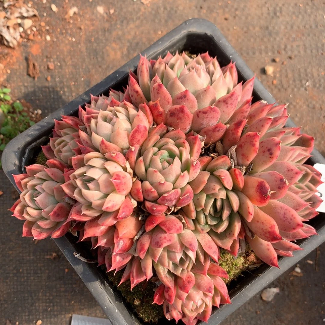 3009杂交多肉植物