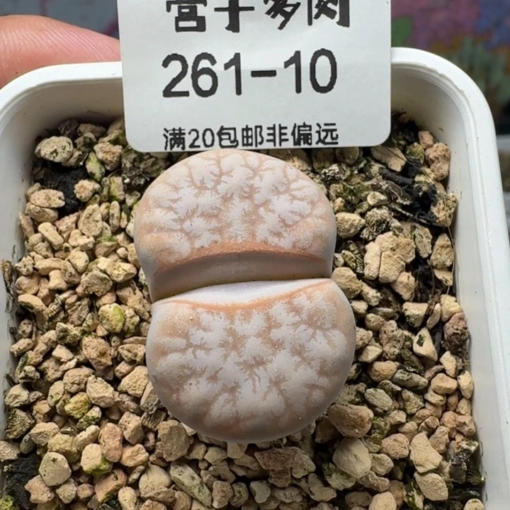 拿铁       带盆土